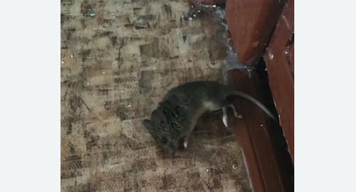 Дезинфекция от мышей в Вилючинске
