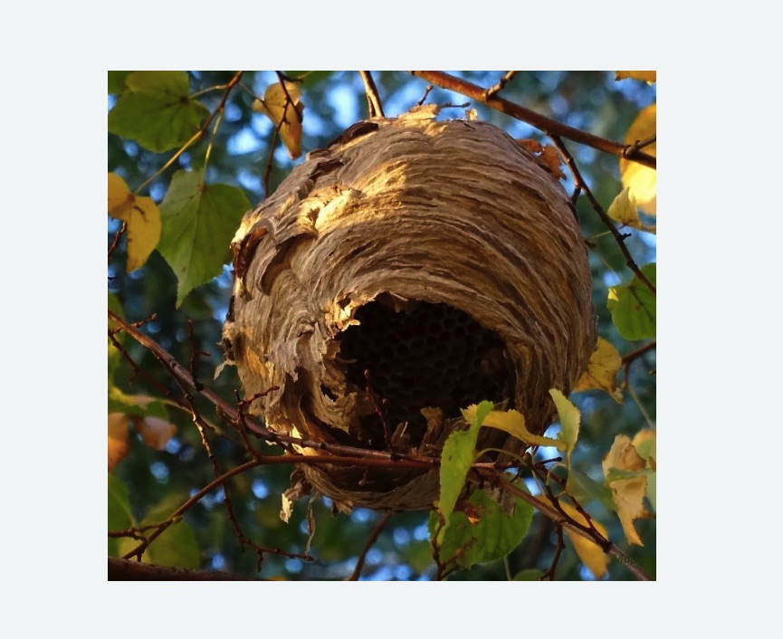 Обработка от шершней в Вилючинске