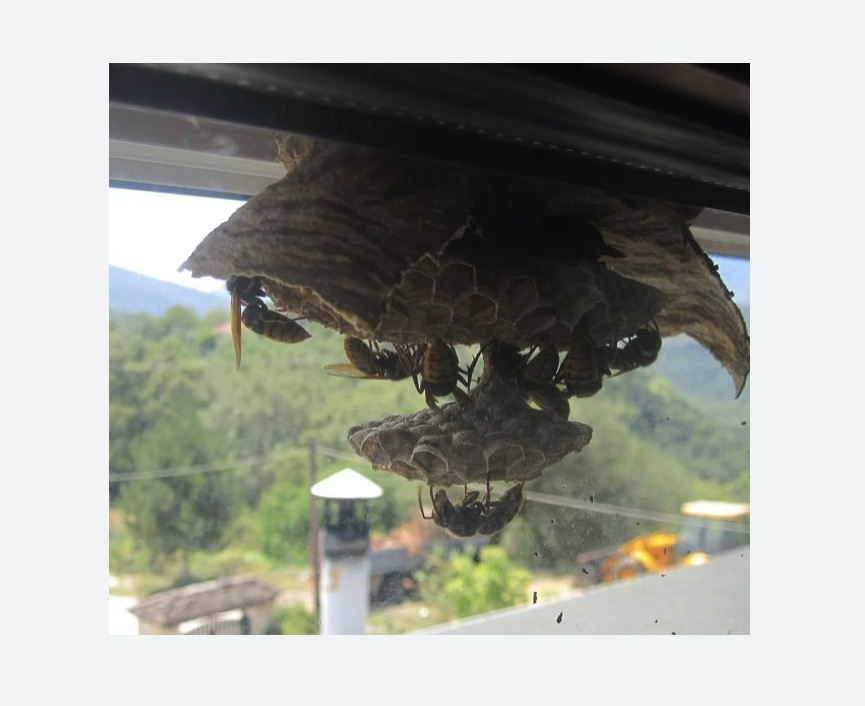 Уничтожение гнёзд шершней в Вилючинске