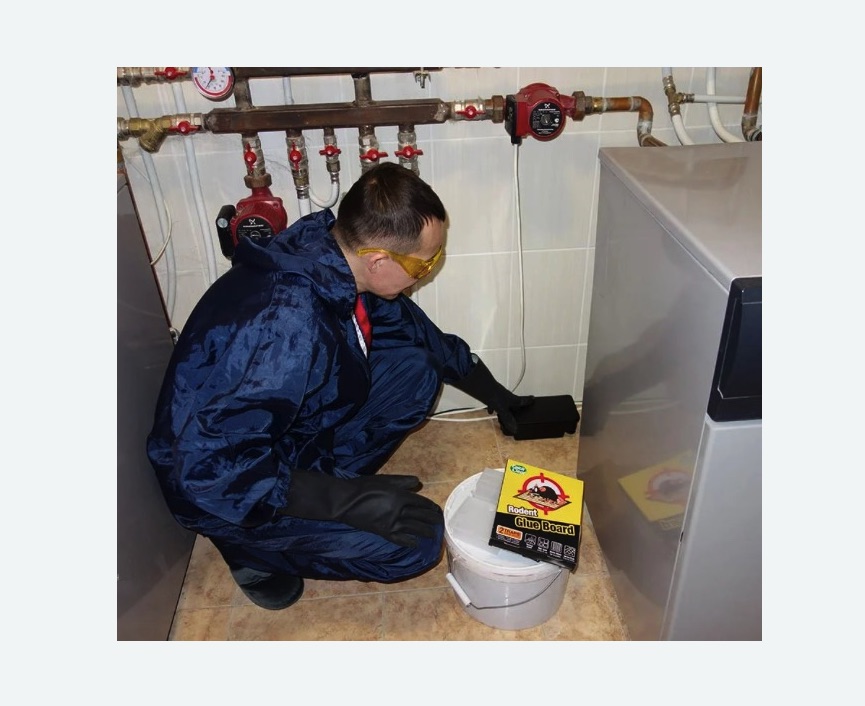 Уничтожение крыс в Вилючинске