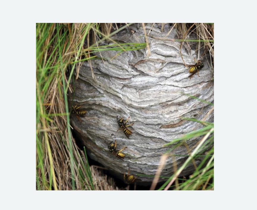 Уничтожение ос и ульев в Вилючинске